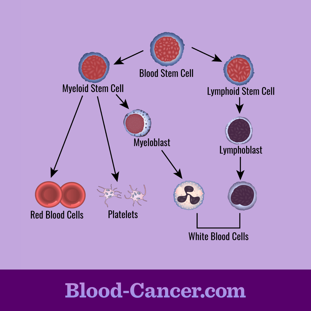 Red Blood Cell Production Diagram