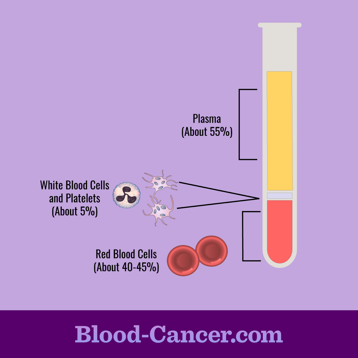 red blood cells and white blood cells and plasma