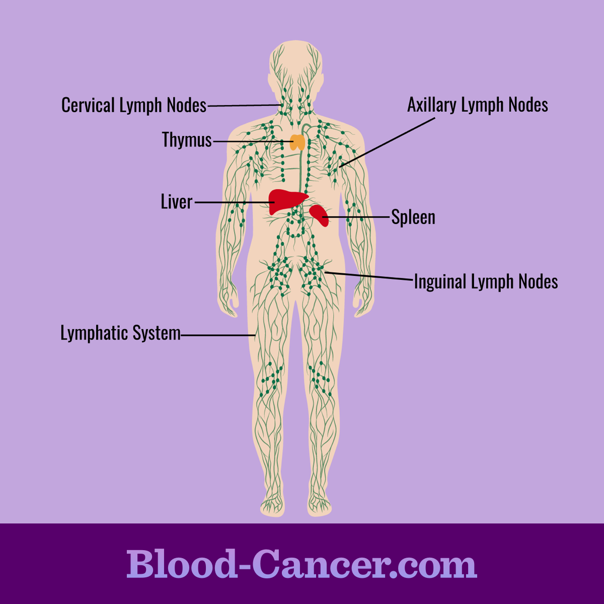 Human figure showing the lymphatic system and pointing out key organs like the spleen, liver, and lymph nodes